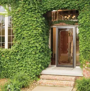 A house entrance with a glass storm door, surrounded by brick walls covered in dense green ivy. Steps lead up to the doorway.