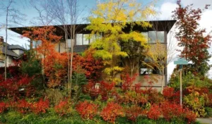 A two-story house is partially obscured by colorful autumn trees and shrubs, featuring red, orange, and yellow foliage in the front yard.